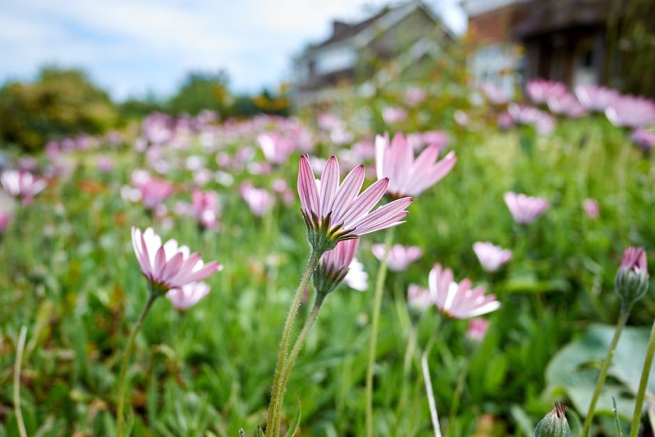 Garden Design Tips for Country Cottage Landscapes
